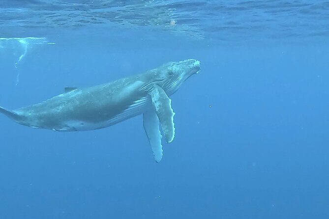 4 Hour Private Humpback Whales Encounter in Moorea - What You’ll See and Do