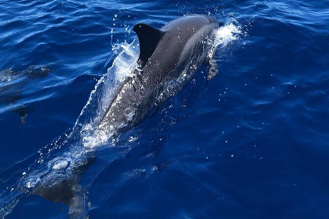 4 Hour Private Snorkeling Tour in Kona - Practical Details and Considerations