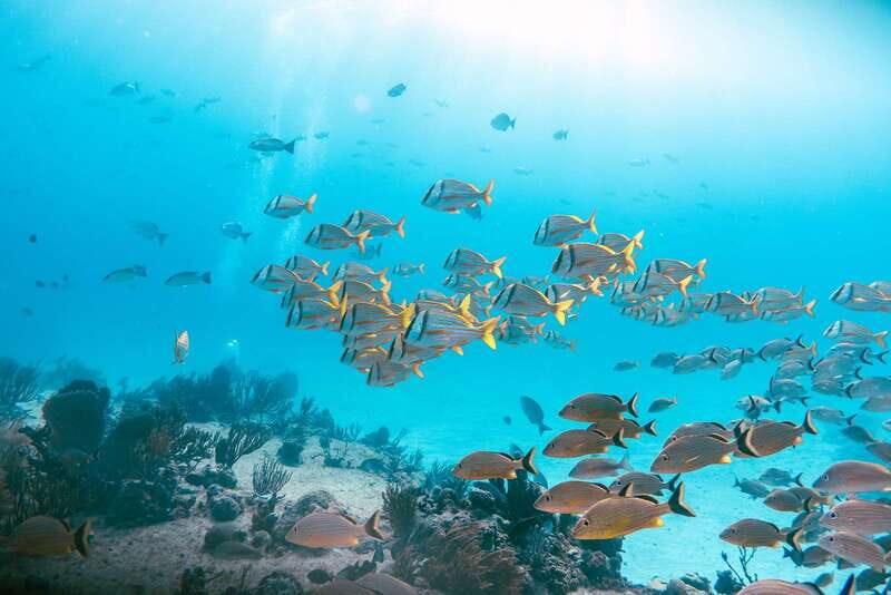 *4-Hour Roqueta Island Snorkeling, out of the Bay Experience - Who Will Love This Tour?