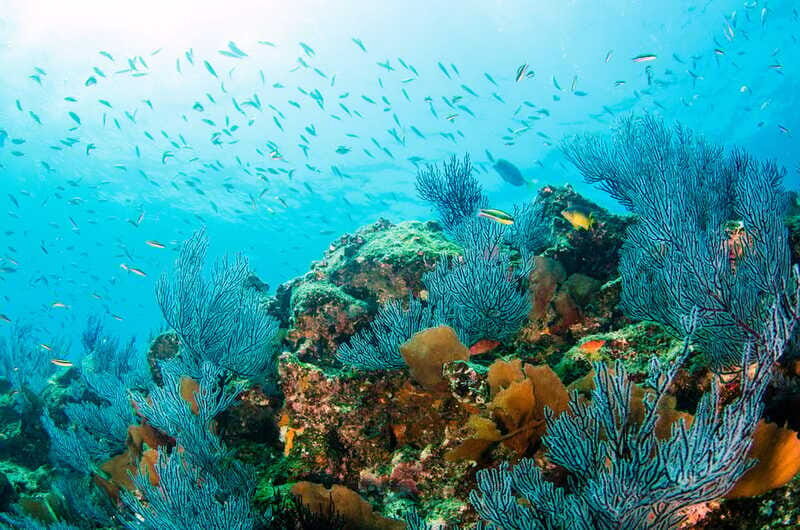 *4-Hour Roqueta Island Snorkeling, out of the Bay Experience - Frequently Asked Questions