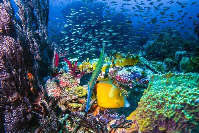 4-hour snorkel cruise to Underwater Sculptures with boat dogs - Final Thoughts