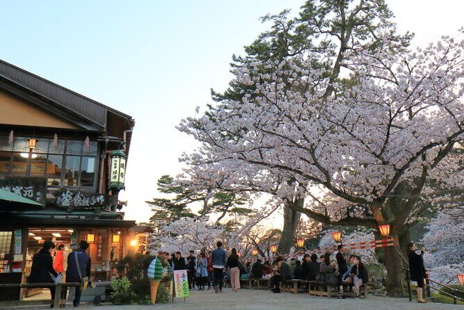 4 Hour Unique Kanazawa Cherry Blossom Sakura Private Experience - Key Points