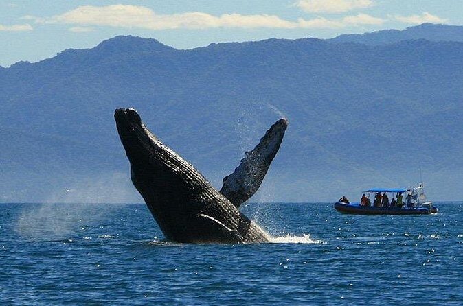 4-Hour Whale Watching Cruise in Puerto Vallarta - Analyzing the Value