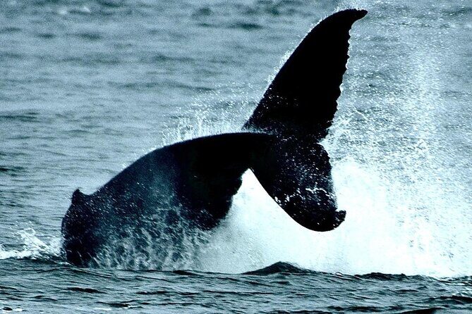 4-Hour Wildlife and Coastal Tour in Juneau, Alaska - Final Thoughts