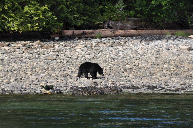 4 hour Zodiac Whale and Wildlife Tour - Final Thoughts: Who Will Love This Experience?
