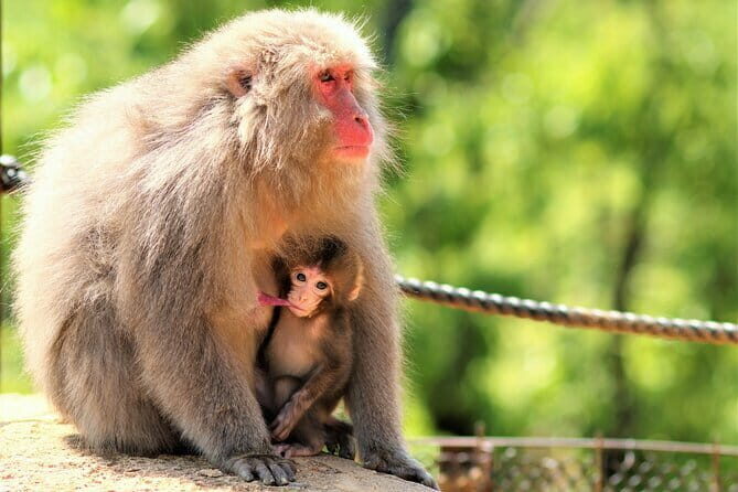 4 Hours Arashiyama and Arashiyama Monkey Park Tour - Authentic Reviews and Real Experiences