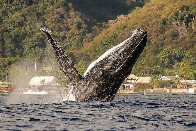 4 Hours of Humpback Whale Watching in Tahiti - What to Expect: A Day on the Water with Marine Experts
