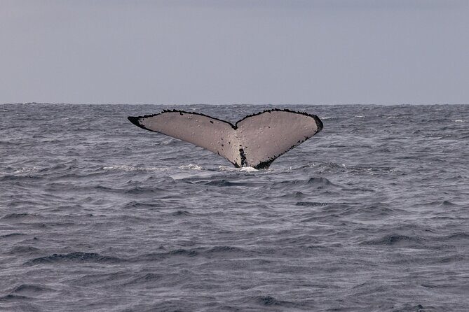 4 Hours of Humpback Whale Watching in Tahiti - Snorkeling with Whales: An Optional Add-On