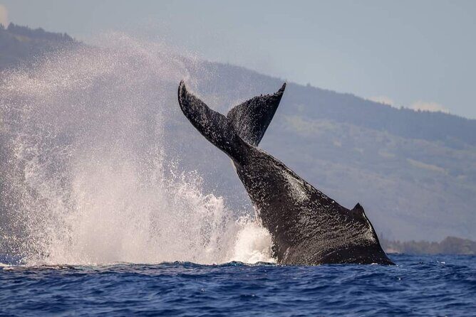 4 Hours of Humpback Whale Watching in Tahiti - Price and Value: Is It Worth It?