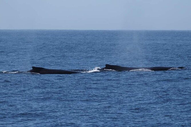 4 Hours of Humpback Whale Watching in Tahiti - The Experience from a Traveler’s Perspective