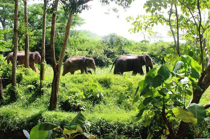 4-Hours Phuket Ethical Elephant Sanctuary Tour with Lunch - Exploring the 4-Hours Phuket Ethical Elephant Sanctuary Tour with Lunch: A Genuine Look