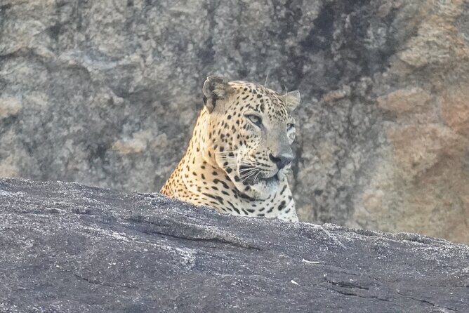 4 Hours Private Yala Safari Day Tour - Key Points