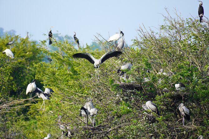 4 Hours Private Yala Safari Day Tour - An In-Depth Look at the Yala Safari Experience