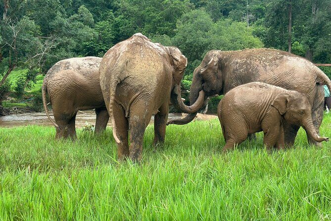 4 in 1 Elephants Long Neck Rafting and Sticky Waterfall Tour - Key Points