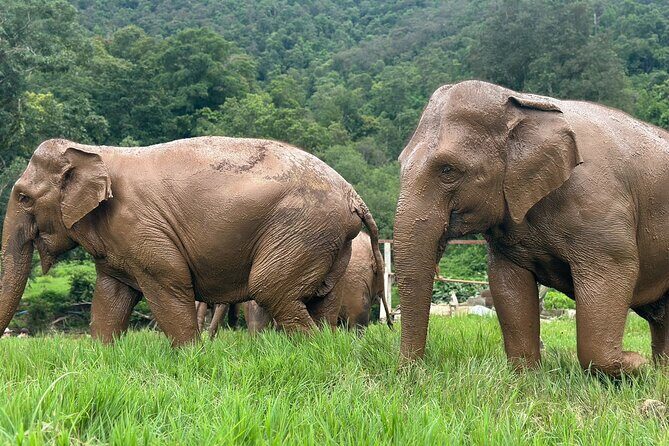 4 in 1 Elephants Long Neck Rafting and Sticky Waterfall Tour - What Do Travelers Say?