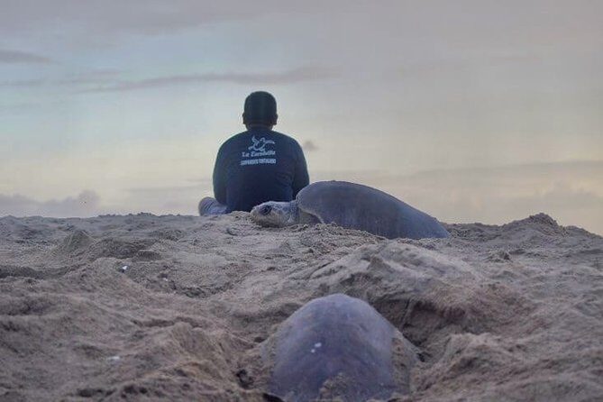 4 in 1 Tour - Mazunte, Cacao Factory, La Ventanilla National Park & Turtle Spawn - Detailed Breakdown of the Tour