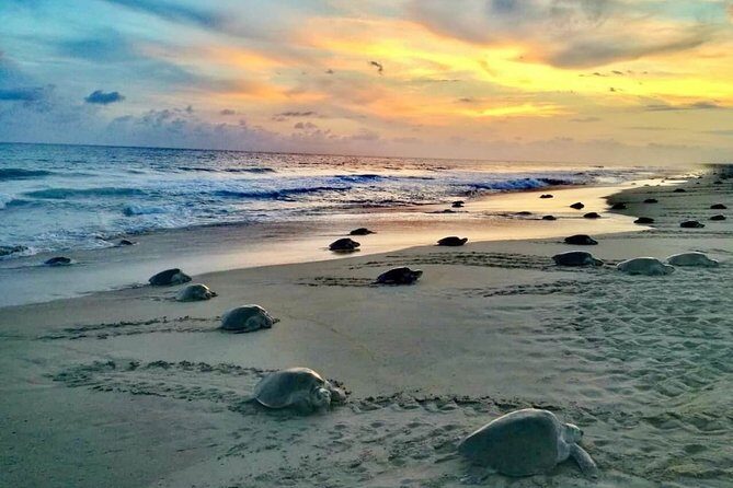 4 in 1 Tour - Mazunte, Cacao Factory, La Ventanilla National Park & Turtle Spawn - The Sum Up
