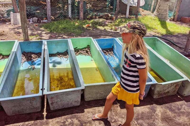 4-in-1 Tour - Mazunte, Cacao Factory & Turtle Spawn/Release - Key Points