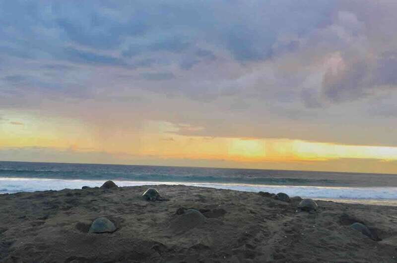 4-in-1 Tour - Mazunte, Cacao Factory & Turtle Spawn/Release - An Overview of the Experience