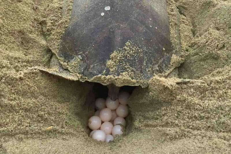4-in-1 Tour - Mazunte, Cacao Factory & Turtle Spawn/Release - Detailed Breakdown of the Itinerary