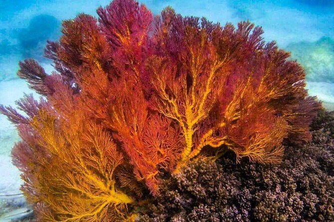 4 Islands Sunset + Plankton by Speedboat - Small Group of 12 - Final Thoughts