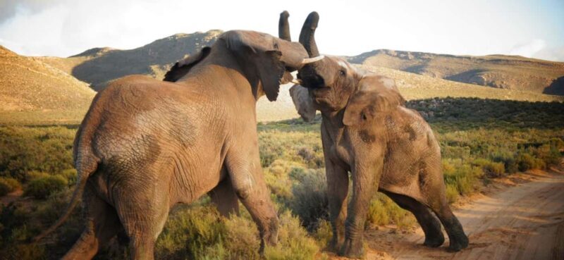 4 Star 5 Days Cape Town Package - An In-Depth Look at the 5-Day Cape Town Package