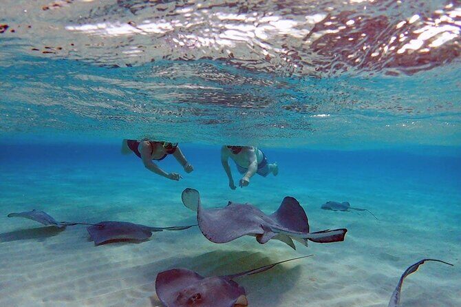 4-Stop Stingray, Snorkel, Star Fish & 7 Mile Beach (Family Owned) - Key Points