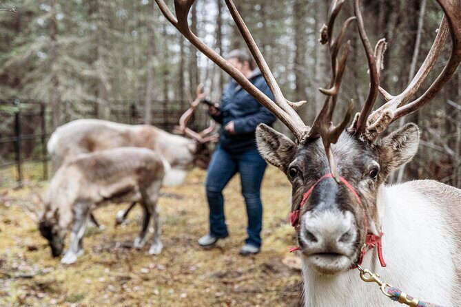 45 Minute Private Reindeer Tour - An In-Depth Look at the Fairbanks Reindeer Experience