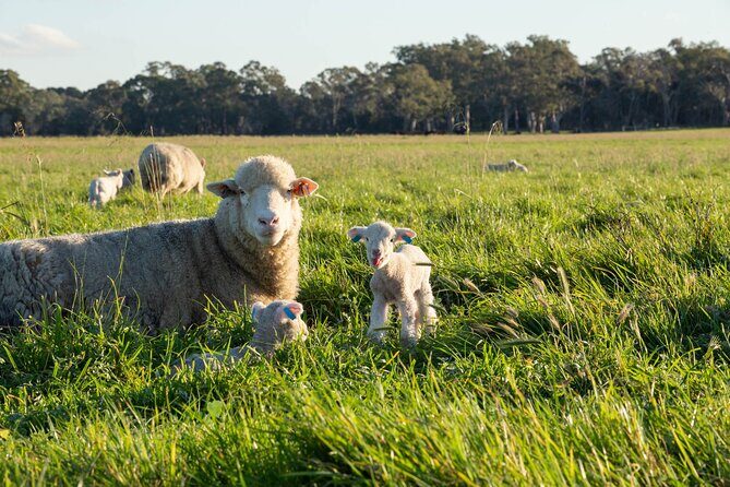 45 Minutes Private Tour at Warrawindi Farms - Key Points