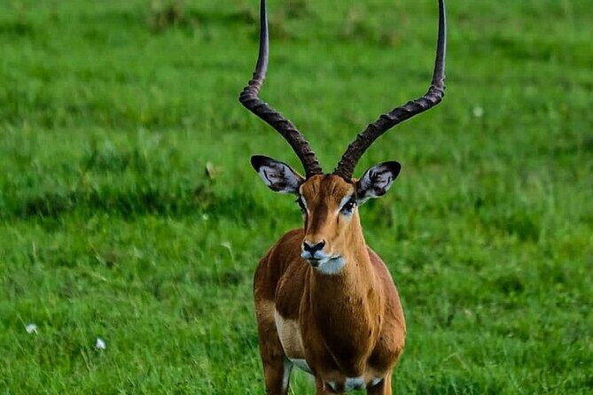4day Maasai Mara, Lake Nakuru, and Lake Naivasha - Frequently Asked Questions