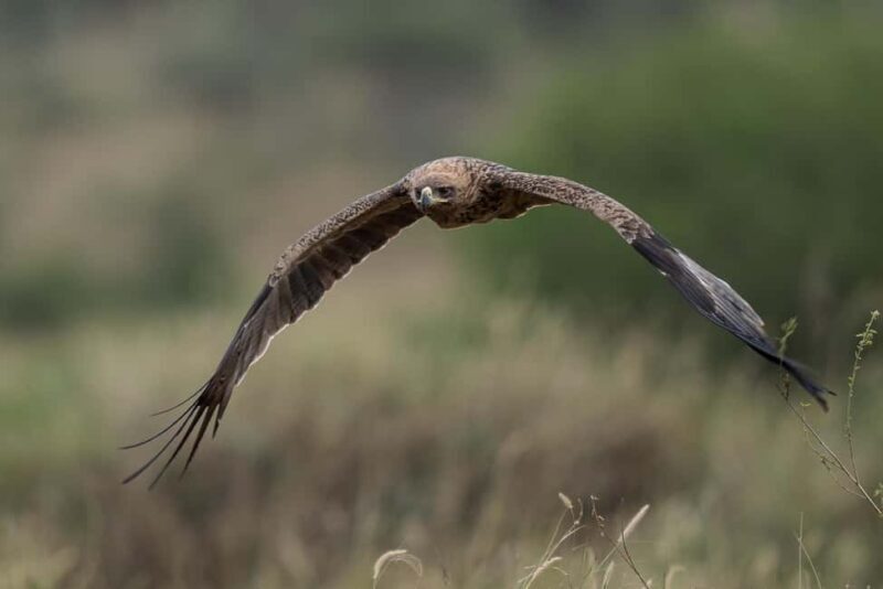 4Day Serengeti Migration MidRange Safari(Northern Serengeti) - An Authentic Encounter with the Serengeti’s Wildlife