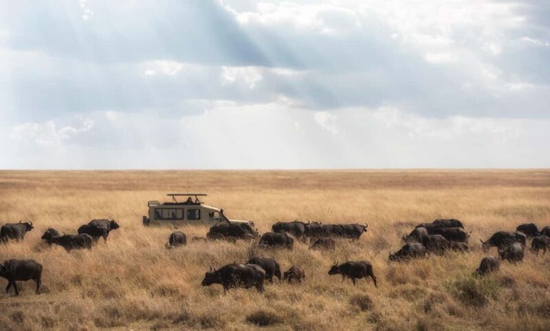 4Day Serengeti Migration MidRange Safari(Northern Serengeti) - The Itinerary in Detail