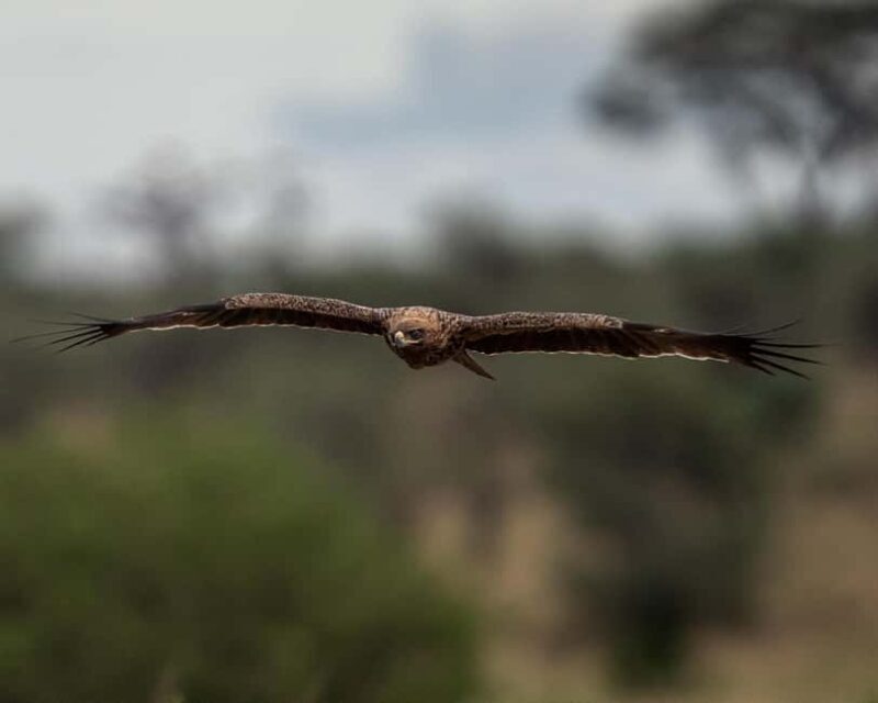 4Day Serengeti Migration MidRange Safari(Northern Serengeti) - Who Will Love This Tour?