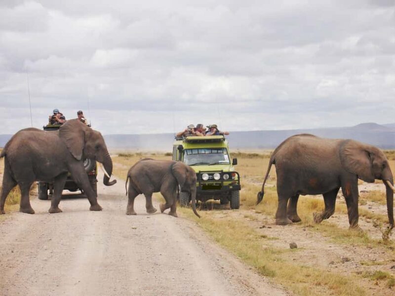 4Days Masai Mara and Lake Nakuru Safari on 4x4 Land Cruiser - Pricing & Value