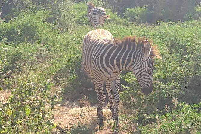 4day's Safari - Real Traveler Feedback: Authentic Insights
