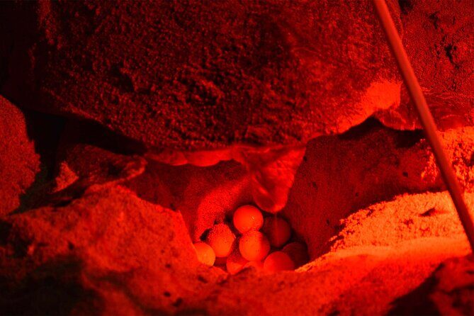 4h Turtle Watching with SSV Buggy Night 4WD - The Value for Your Money