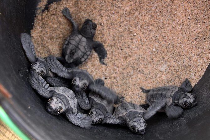 4h Turtle Watching with SSV Buggy Night 4WD - FAQs