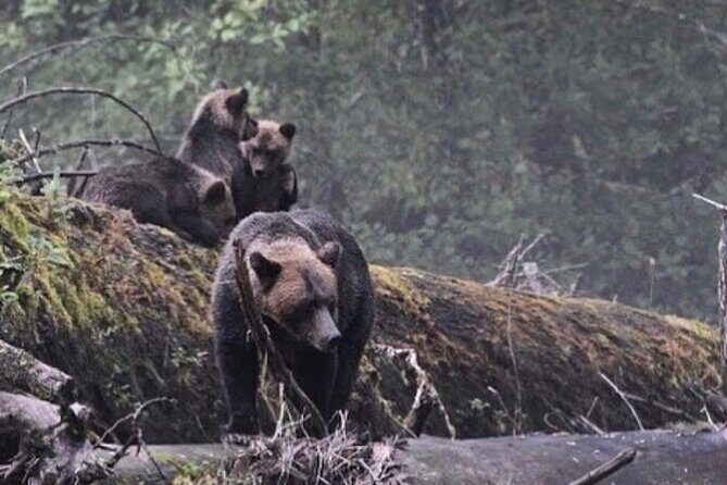 4hr Custom Private Tour of Ketchikan (14 People) Wildlife + More - Who Should Book This Tour?