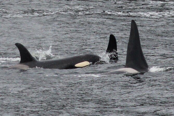 4hr Custom Private Tour of Ketchikan (14 People) Wildlife + More - FAQ