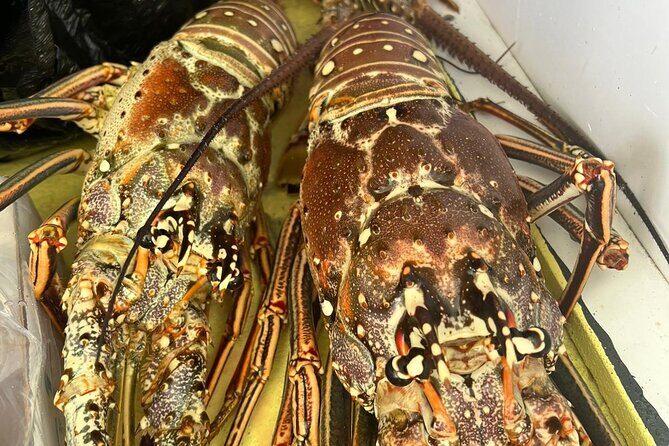 4HR-Halfday Private Fishing Tour in Gracebay - A Practical Perspective on the Experience
