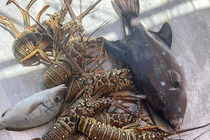 4HR-Halfday Private Fishing Tour in Gracebay - The Sum Up