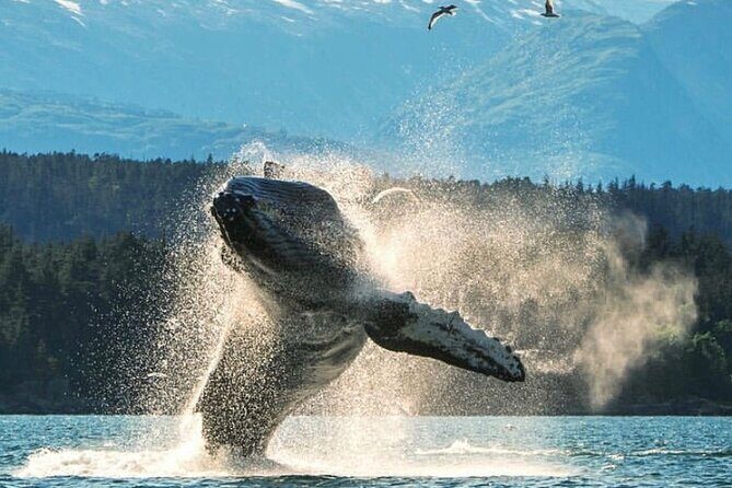4hr Ketchikan Private custom tour (4 people) Wildlife + More - Key Points