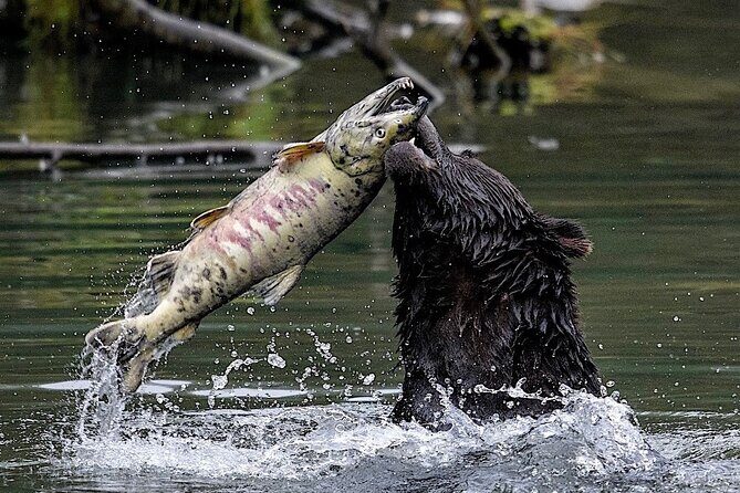 4hr Ketchikan Private custom tour (4 people) Wildlife + More - Exploring the Highlights of the 4-Hour Private Ketchikan Tour