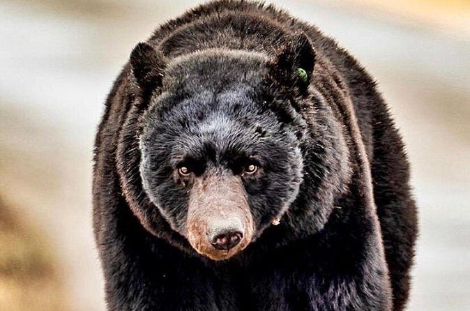4hr Ketchikan Private custom tour (4 people) Wildlife + More - FAQ