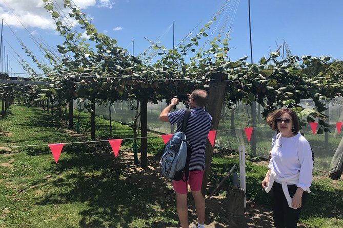 4hr Tauranga Scenic History and Tasting Tour FREE Kiwifruit Tasting - Transportation and Group Dynamics