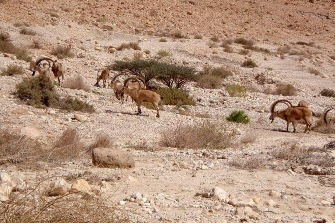 4WD Masada Ein Gedi Judea desert Dead Sea adventure 4x4 Tour. - FAQ