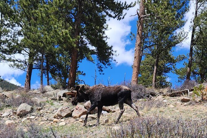 4WD Panoramic Peak Photo Tour in Estes Park - What Travelers Love and Why