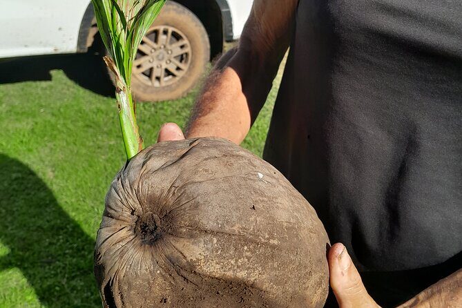 4x4 Tour Culture, Crafts and Agritourism in Raiatea - Stop 3: A Local Garden and Coconut Demonstration at Opoa