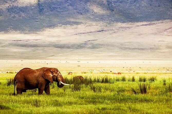 5 day 4 Nights Private Adventure Camping Norther Tanzania Safari - What Reviewers Are Saying