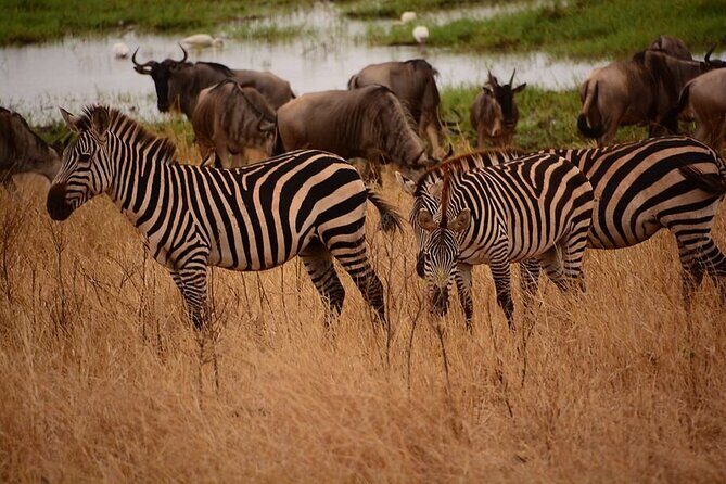 5 day 4 Nights Private Adventure Camping Norther Tanzania Safari - Who Is This Safari Best For?